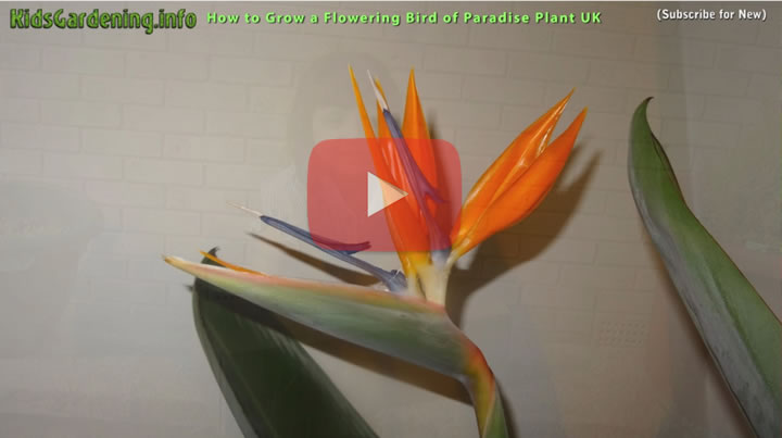 How to Get a Bird of Paradise Plant to Flower