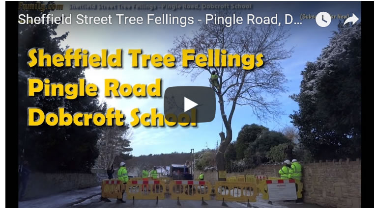 Sheffield Street Tree Fellings - Pingle Road, Dobcroft School Night Fellings