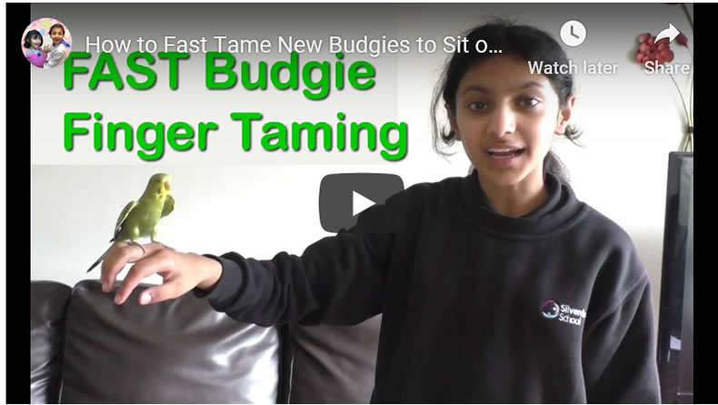 How to Fast Tame New Budgies to Sit on Your Finger - Parakeets Taming & Care