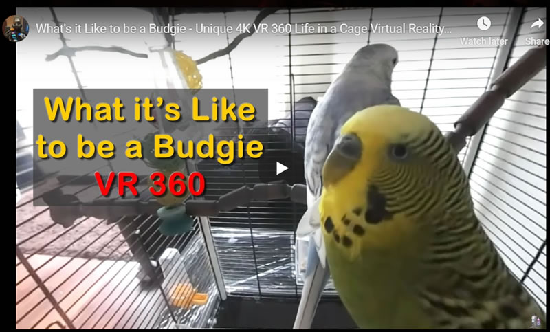 What's it Like to be a Budgie - Unique in a Cage 4K VR 360 