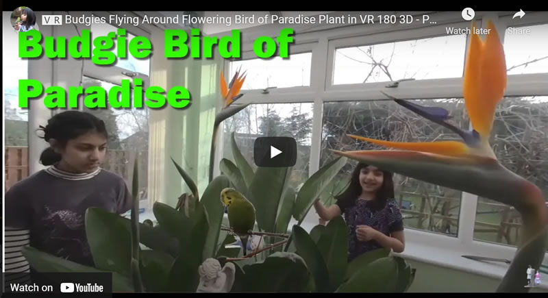 Budgies Flying Around Flowering Real Bird of Paradise Plant in VR 180 3D