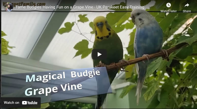 Tame Budgies Having Fun on a Grape Vine - UK Parakeet Easy Training 