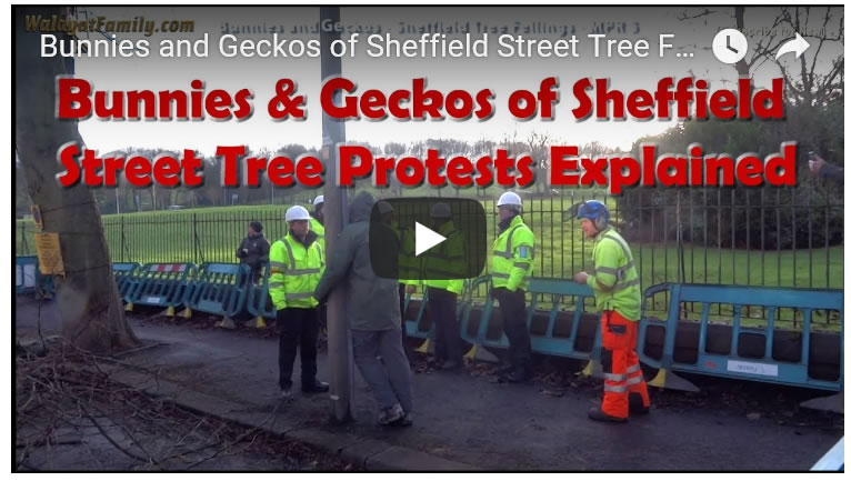 Bunnies and Geckos of Sheffield Street Tree Fellings Protests Explained 