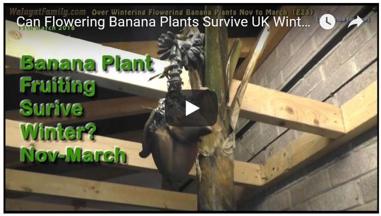 Can Flowering Banana Plants Survive UK Winter Nov to March 2018? (Musa Basjoo) (E23)
