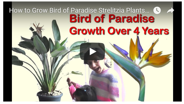 Growing Bird of Paradise Strelitzia Plants, Pruning and Flower Guide Over 4 Years