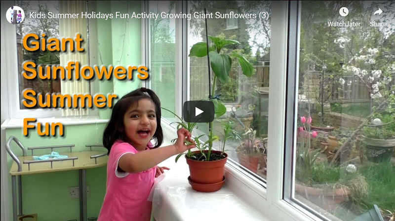 Kids Summer Holidays Fun Activity Growing Giant Sunflowers (3) 