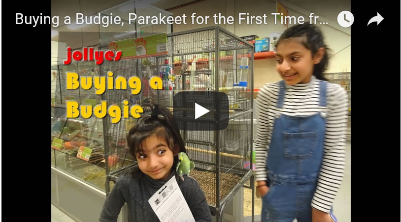 Buying a Budgie, Parakeet for the First Time from a Pet Shop - Jollyes UK 