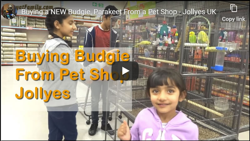 Buying a NEW Budgie, Parakeet From a Pet Shop - Jollyes UK 