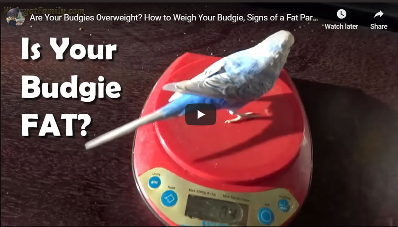 Are Your Budgies Overweight? How to Weigh Your Budgie, Signs of a Fat Parakeet