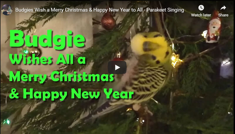 Budgies Wish a Merry Christmas & Happy New Year to All - Parakeet Singing