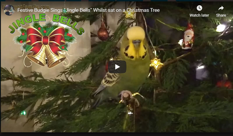 Festive Budgie Sings "Jingle Bells" Whilst sat on a Christmas Tree
