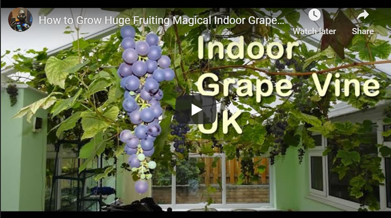 How to Grow Huge Fruiting Magical Indoor Grape Vines at Home UK