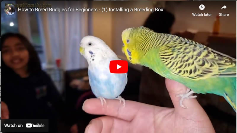 How to Breed Budgies for Beginners - (1) Installing a Breeding Box 